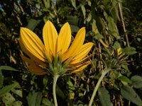 Helianthus tuberosus 28, Aardpeer, Saxifraga-Ed Stikvoort : Beuningerwaard en Ewijkplaat a900