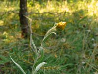 Helichrysum arenarium 10, Strobloem, Saxifraga-Hans Grotenhuis