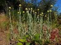 Helichrysum arenarium 2, Strobloem, Saxifraga-Ed Stikvoort