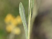 Helichrysum arenarium 3, Strobloem, Saxifraga-Sonja Bouwman  1049. Strobloem - Helichrysum arenarium - Asteraceae familie (i)