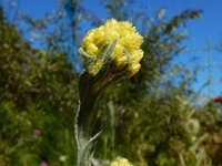 Helichrysum arenarium 4, Strobloem, Saxifraga-Ed Stikvoort