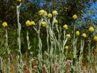 Helichrysum arenarium 5, Strobloem, Saxifraga-Ed Stikvoort