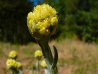 Helichrysum arenarium 6, Strobloem, Saxifraga-Ed Stikvoort