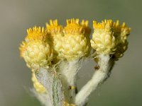 Helichrysum arenarium 9, Strobloem, Saxifraga-Sonja Bouwman  1049. Strobloem - Helichrysum arenarium - Asteraceae familie (i)