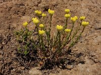 Helichrysum plicatum 1, Saxifraga-Ed Stikvoort