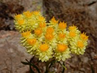 Helichrysum plicatum 2, Saxifraga-Ed Stikvoort