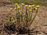 Helichrysum plicatum 4, Saxifraga-Ed Stikvoort