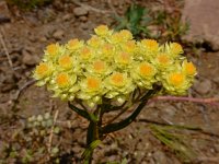 Helichrysum plicatum 5, Saxifraga-Ed Stikvoort