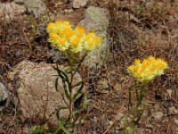 Helichrysum plicatum 6, Saxifraga-Ed Stikvoort