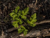 Heracleum sphondylium 72, Berenkllauw, Saxifraga-Jan van der Straaten