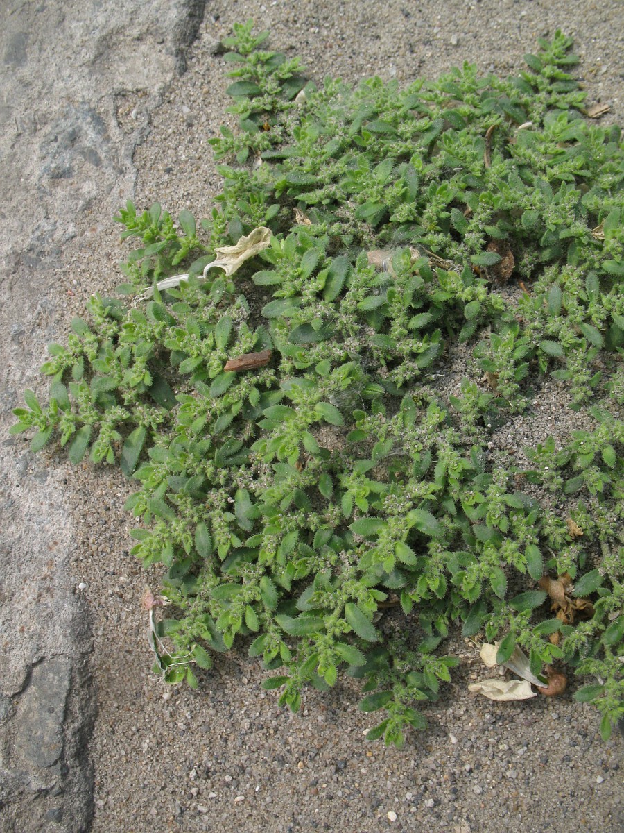 Herniaria hirsuta, Hairy Rupturewort