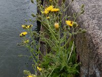 Hieracium sect Amplexicaulia 18, Stengelomvattend havikskruid, Saxifraga-Ed Stikvoort
