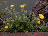 Hieracium sect Amplexicaulia 21, Stengelomvattend havikskruid, Saxifraga-Ed Stikvoort