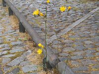 Hieracium maculatum 11, Gevlekt havikskruid, Saxifraga-Ed Stikvoort