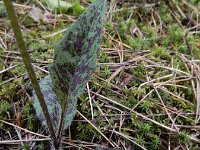 Hieracium maculatum 13, Gevlekt havikskruid, Saxifraga-Ed Stikvoort