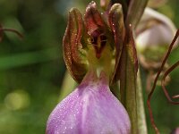 Himantoglossum comperianum 2, Saxifraga-Hans Dekker