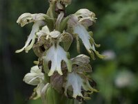 Himantoglossum robertianum, Giant Orchid