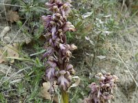 Himantoglossum robertianum 10, Saxifraga-Willem van Kruijsbergen
