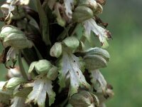 Himantoglossum robertianum 11, Saxifraga-Jan van der Straaten