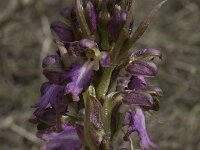 Himantoglossum robertianum 17, Saxifraga-Willem van Kruijsbergen