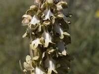 Himantoglossum robertianum 4, Saxifraga-Willem van Kruijsbergen