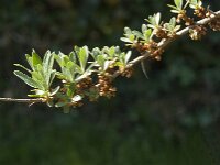 Hippophae rhamnoides 66, Duindoorn, Saxifraga-Jan van der Straaten