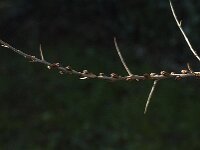 Hippophae rhamnoides 74, Duindoorn, Saxifraga-Jan van der Straaten