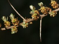 Hippophae rhamnoides 75, Duindoorn, Saxifraga-Jan van der Straaten