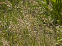Holcus lanatus 37, Gestreepte witbol, Saxifraga-Jan van der Straaten