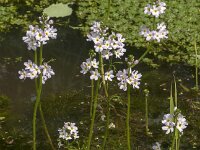 Hottonia palustris 72, Waterviolier, Saxifraga-Jan van der Straaten