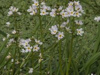 Hottonia palustris 75, Waterviolier, Saxifraga-Jan van der Straaten