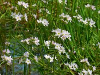 Hottonia palustris 81, Waterviolier, Saxifraga-Ed Stikvoort