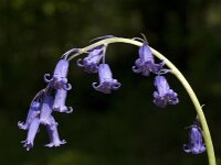 Hyacinthoides non-scripta 10, Wilde hyacint, Saxifraga-Willem van Kruijsbergen