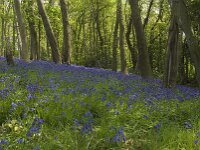 Hyacinthoides non-scripta 15, Wilde hyacint, habitat, Saxifraga-Willem van Kruijsbergen