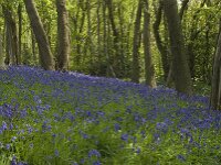 Hyacinthoides non-scripta 16, Wilde hyacint, habitat, Saxifraga-Willem van Kruijsbergen