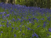 Hyacinthoides non-scripta 2, Wilde hyacint, Saxifraga-Willem van Kruijsbergen