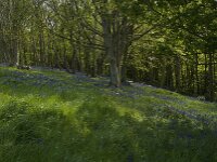 Hyacinthoides non-scripta 21, Wilde hyacint, habitat, Saxifraga-Willem van Kruijsbergen