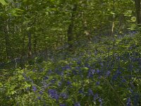 Hyacinthoides non-scripta 24, Wilde hyacint, habitat, Saxifraga-Willem van Kruijsbergen