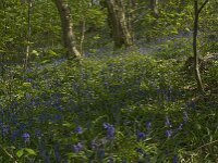 Hyacinthoides non-scripta 25, Wilde hyacint, habitat, Saxifraga-Willem van Kruijsbergen