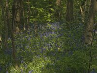 Hyacinthoides non-scripta 27, Wilde hyacint, habitat, Saxifraga-Willem van Kruijsbergen