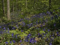 Hyacinthoides non-scripta 29, Wilde hyacint, habitat, Saxifraga-Willem van Kruijsbergen