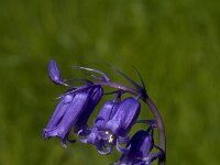Hyacinthoides non-scripta 3, Wilde hyacint, Saxifraga-Willem van Kruijsbergen