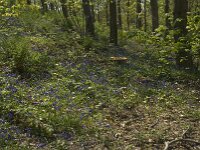 Hyacinthoides non-scripta 30, Wilde hyacint, habitat, Saxifraga-Willem van Kruijsbergen