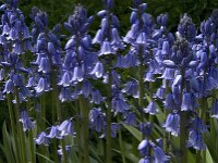 Hyacinthoides non-scripta 33, Wilde hyacint, Saxifraga-Jan van der Straaten