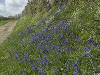Hyacinthoides non-scripta 36, Wilde hyacint, Saxifraga-Willem van Kruijsbergen