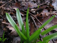 Hyacinthoides non-scripta 37, Wilde hyacint, Saxifraga-Rutger Barendse
