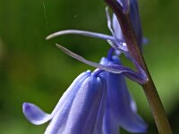 Hyacinthoides non-scripta 40, Wilde hyacint, Saxifraga-Hans Dekker
