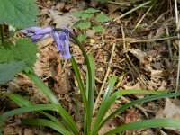 Hyacinthoides non-scripta 47, Wilde hyacint, Saxifraga-Rutger Barendse