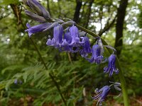 Hyacinthoides non-scripta 49, Wilde hyacint, Saxifraga-Ed Stikvoort : Sigüeiro - Santiago de Compostela s9900