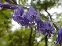Hyacinthoides non-scripta 50, Wilde hyacint, Saxifraga-Ed Stikvoort : Sigüeiro - Santiago de Compostela s9900